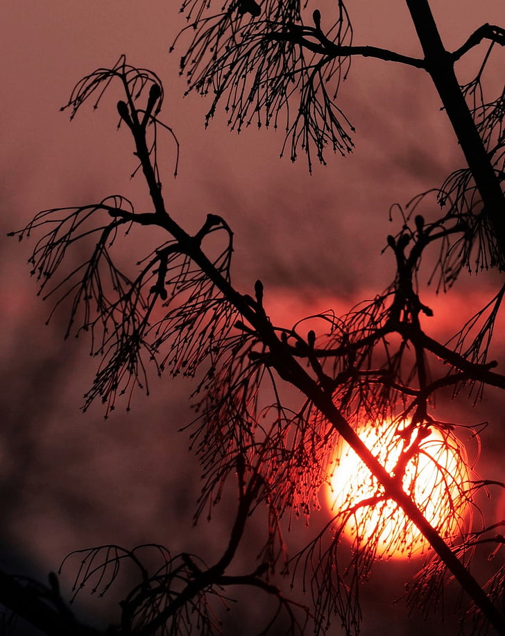 sunset, nature, abendstimmung, branches, aesthetic, silhouette, tree