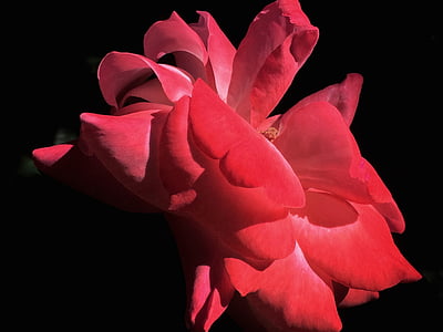 Blume, rote rose, Garten, Natur, Blütenblatt, schwarzem Hintergrund, rot