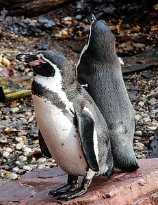 pingouins, oiseaux, animal, oiseaux d’eau, Zoo