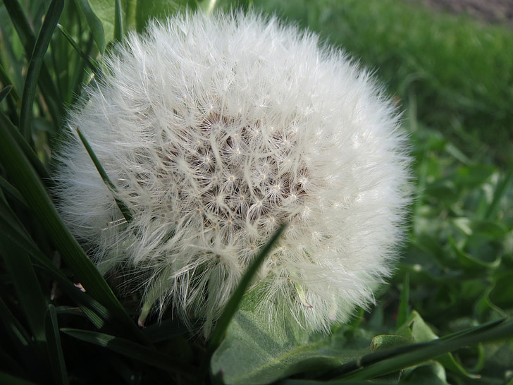 Глухарче секта ruderalia, Глухарче, blowball, Wildflower, часовник, флора, съцветие