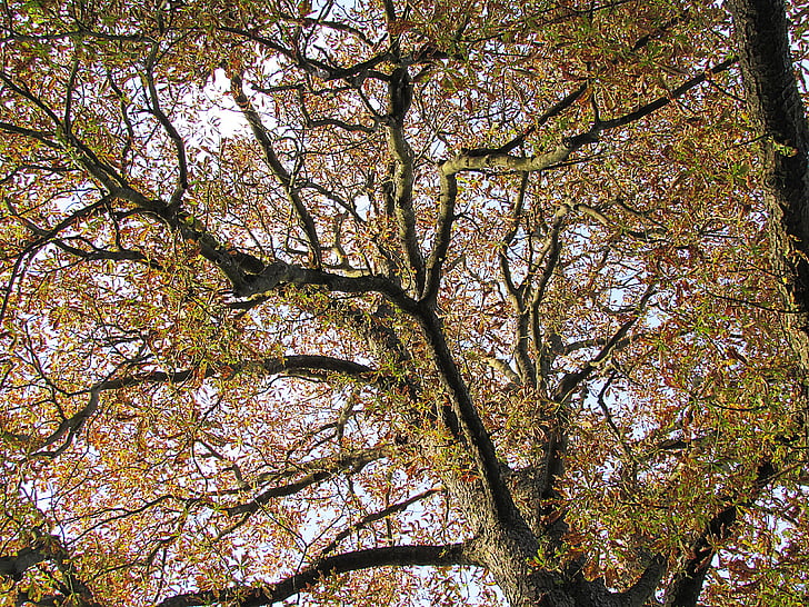 koks, Kastanis kokā, kastaņu lapās, rudens krāsu, nojume