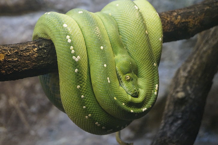 zaļa koka python, zooloģiskais dārzs, aizveriet