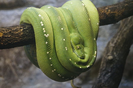 pohon hijau python, kebun binatang, Tutup