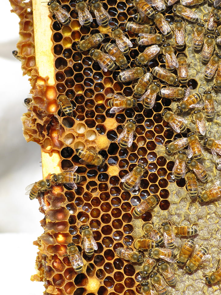 bijen, insect, sociale insect, korf, bijen, Bijenkorf