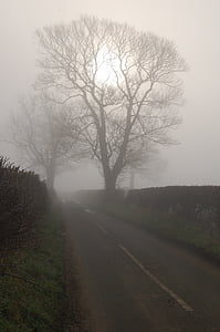 tree, sun, mist, road, fog, early morning