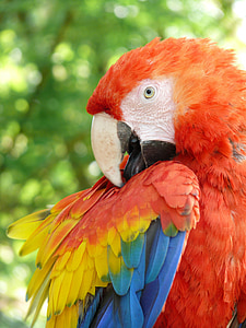 parrot, ara, bird, animal, macaw, nature, beak
