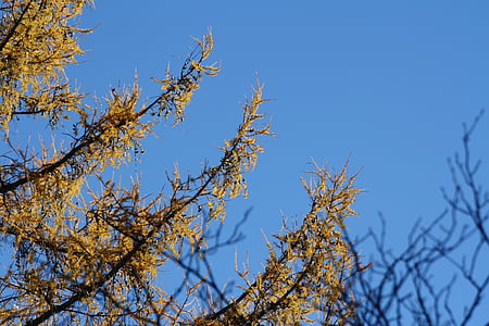 modrzew, drzewo, żółty, niebo, niebieski