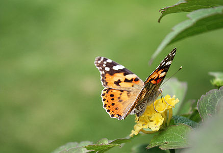 Schmetterling, Insekt, Natur, Blumen