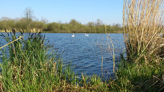 swan pair, swans, swan, lake, peene river, couple