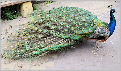 Peacock, trotse vogel, kleurrijke, dier, dieren, mooie