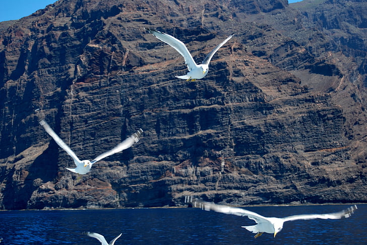 galebovi, leti, oceana, Gigantes, Tenerife, Otok, ptice