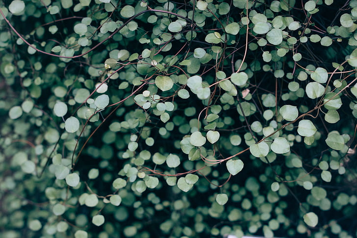 flore, feuilles, plantes