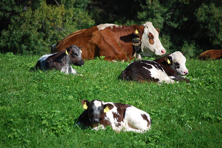 karvių, pieninių galvijų, pieva, ganyklos, Alpių, Pietų Tirolis