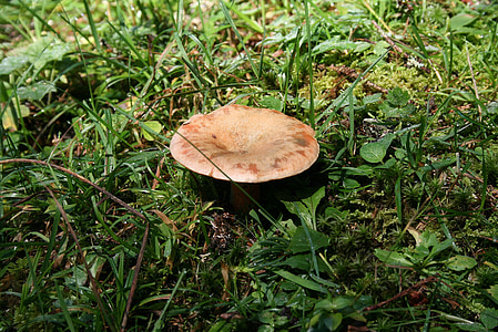 Wald, Pilz, köstliche deliciosus, Anlage, Natur, Herbst, Pilz