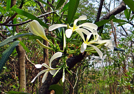 Kamboja, Frangipani, frangipani sempit kelopak, sempit plumeria kelopak, Plumeria stenopetala, bunga, Flora