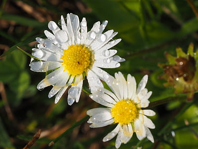 Daisy, dugfrisk, detaljer, blomst, hvid, Tusindfryd, kronblade