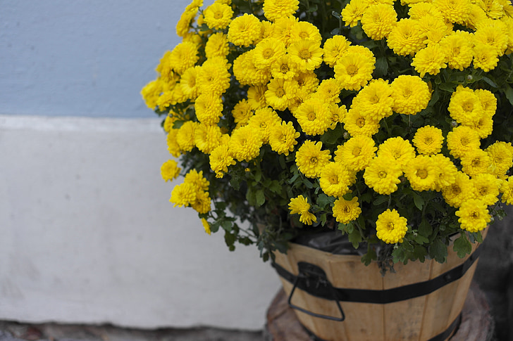 Χρυσάνθεμο, λουλούδια, κίτρινα άνθη, κίτρινα χρυσάνθεμα, Asteraceae, κίτρινο λουλούδι, φυτά