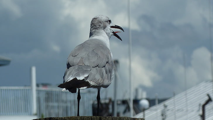 seagull, gull, bird, nature, animal, pier, dock