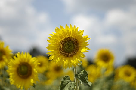 sunflower, sun, yellow, nature, light