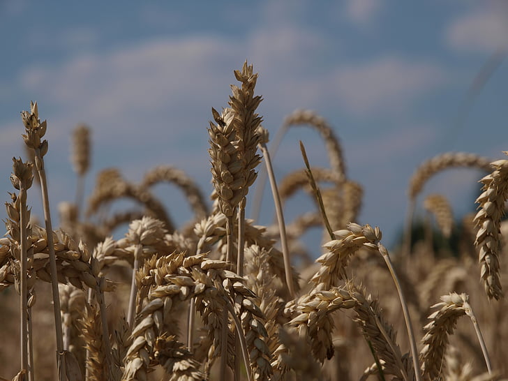 小麦, フィールド, 農業