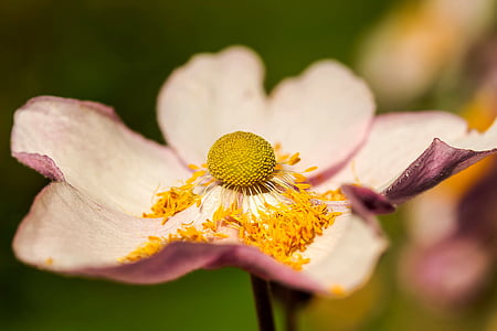 flor, flor, -de-rosa, flor, queda de anêmona, Anemone hupehensis, hahnenfußgewächs