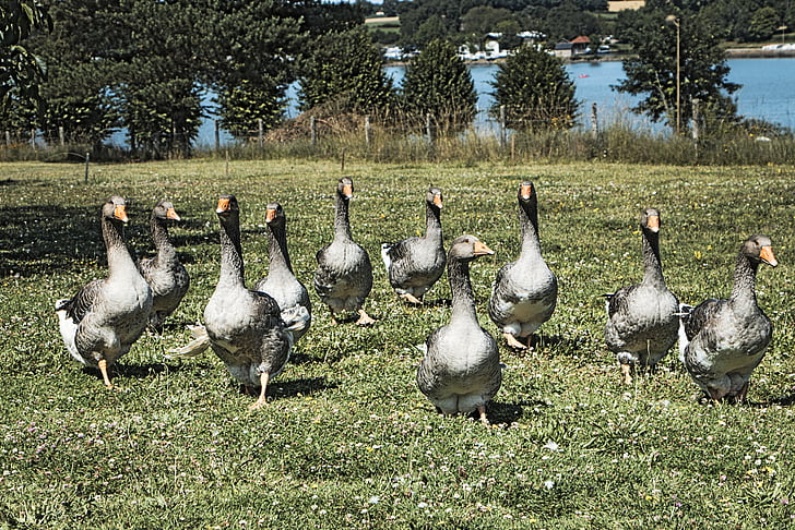 geese, birds, animals, domestic, farm, breeding, duck