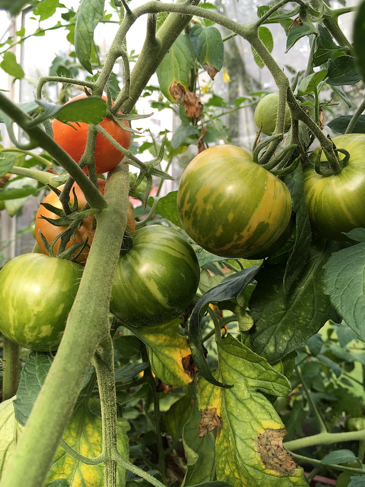 tomatoes, greenhouse, green