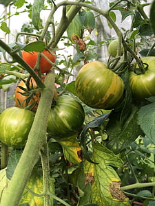 tomate, cu efect de seră, verde