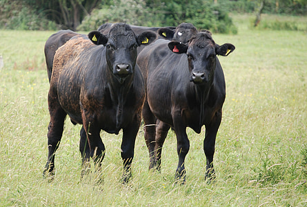 едър рогат добитък, говеждо месо, селскостопанско животно, кафяв, говеда