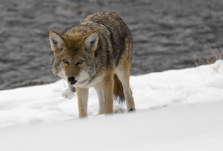 Coyote, động vật hoang dã, Thiên nhiên, công viên, hoang dã, răng nanh, động vật ăn thịt