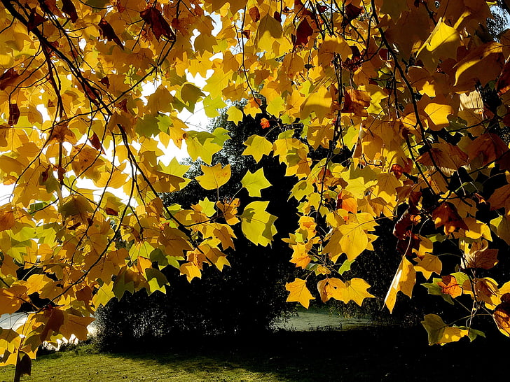 listy, zlatý podzim, žlutá, zlatý, podzimní nálada, průsvitné