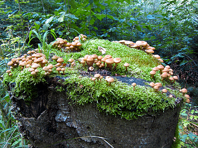 forest, mushrooms, log, moss, green, plant, nature