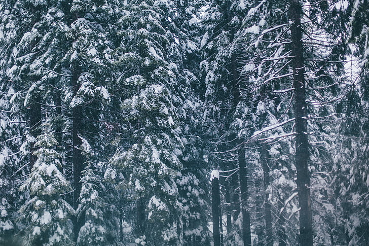 màu xanh lá cây, cây, Ban ngày, tuyết, lạnh, mùa đông, rừng