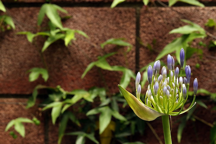 Agapanthus, die Knospen, blaue Blume, Anlage, exotische, Blume, Garten