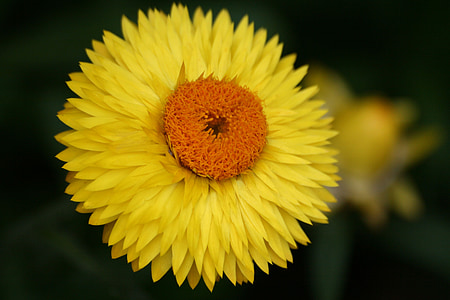 flower, yellow, nature, sunflower, summer, plant, petal