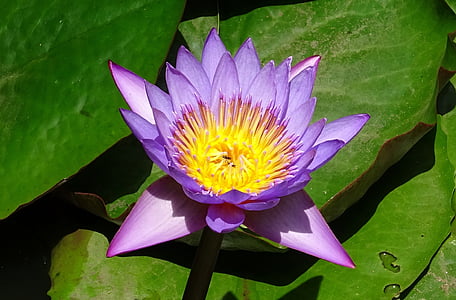 lily, flower, nymphaea tina, tropical, day-blooming, waterlily, viviparous