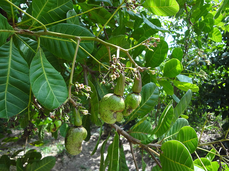 Kešu ořechy, Příroda, závod, strom, listy, ovoce, jídlo