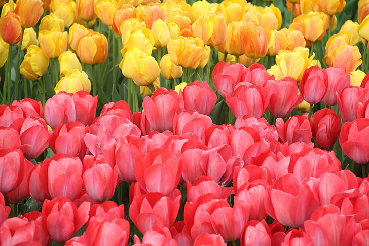 tulipaner, blomster, natur, blomst, makro, Istanbul, blomsten bildet