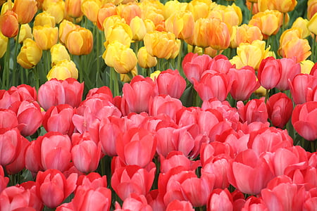 tulipanes, flores, naturaleza, flor, macro, Estambul, Foto de flor