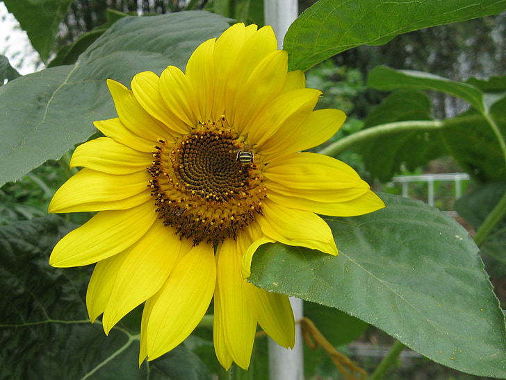 sunflower, bee, plant, nature