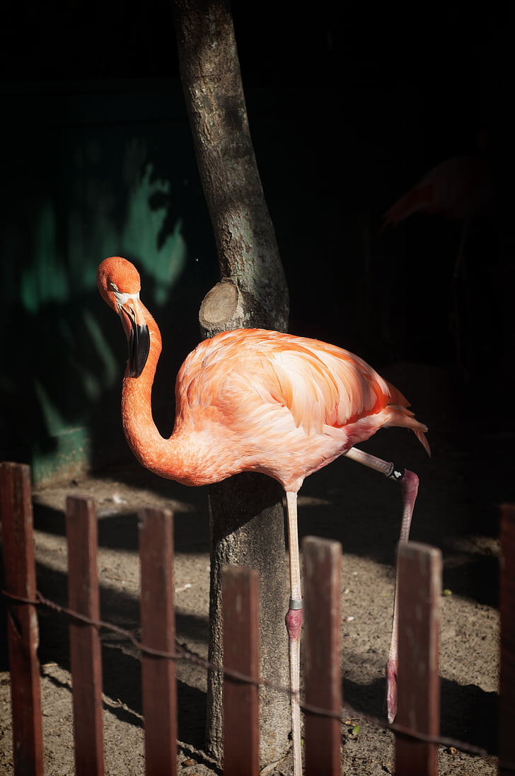 Flamingo, różowy, Park, ptak, fauna, dzikich zwierząt