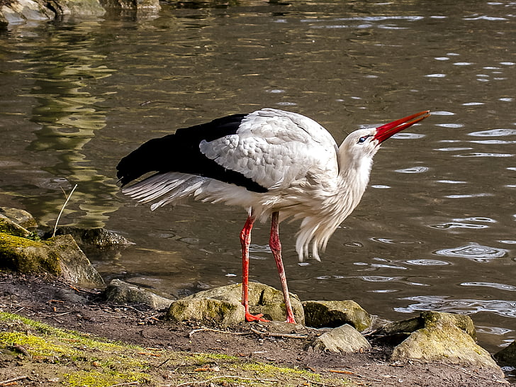 stork, white stork, bird, nature, animal, wildlife, beak