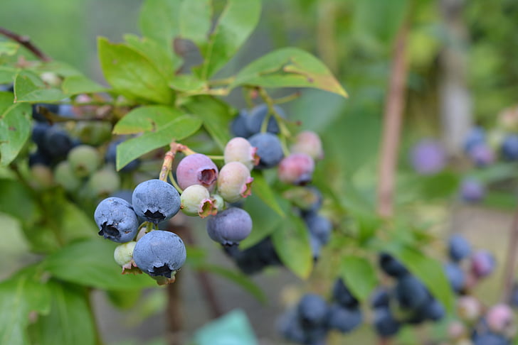 Bilberry Amerika, Blueberry, buah, Taman, buah biru, berumur, Bilberry
