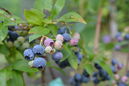 bilberry american, blueberries, fruit, garden, blue fruit, mature, bilberry