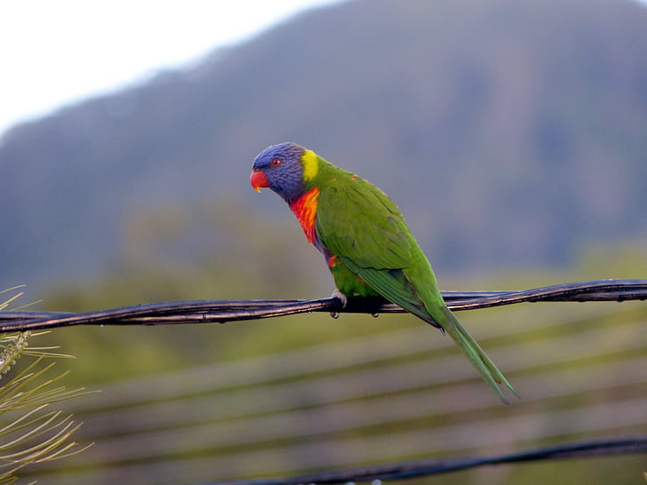 Rainbow lorikeet, papagoi, lind, lennata, tiivad, Feather, Wildlife