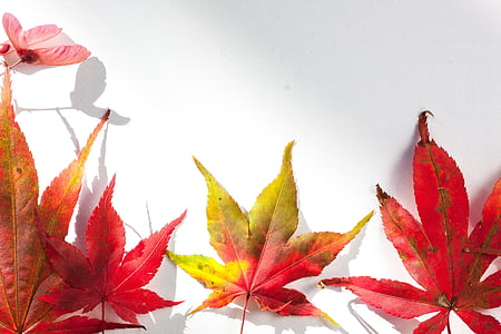 일본 메이플, 단풍 잎, 잎, hebrst, 가 색상, 메이플, 다채로운