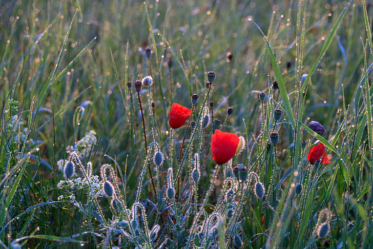 meadow, poppies, dawn, rosa, drops, wild, uncut