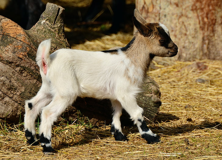 goat, young goat, young animal, kid, farm, small goat, domestic goat