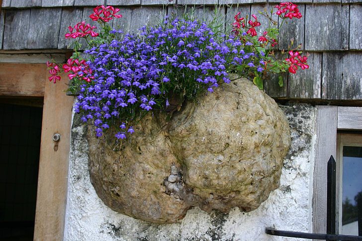 allgäu, alpe, mushroom, dry rot, flowers