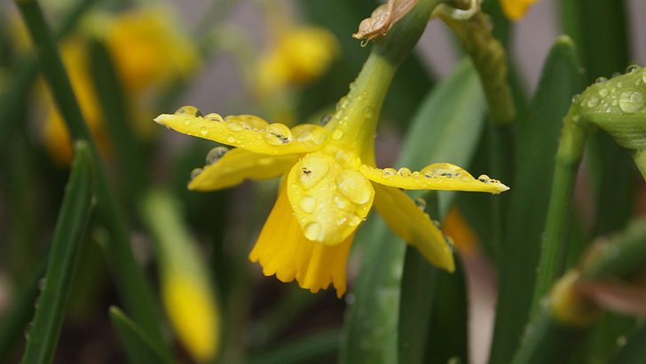 Narcis, fiore di primavera, pianta da vaso, curvo, gocce, gocce di pioggia, gocce d'acqua